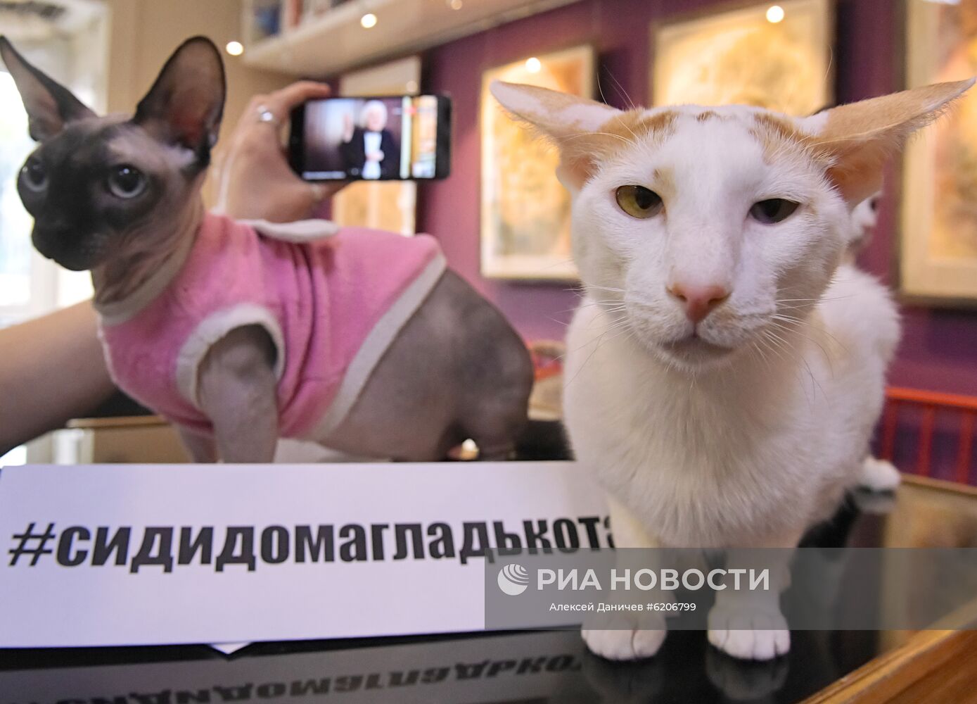 Онлайн-конференция "Котики против коронавируса"