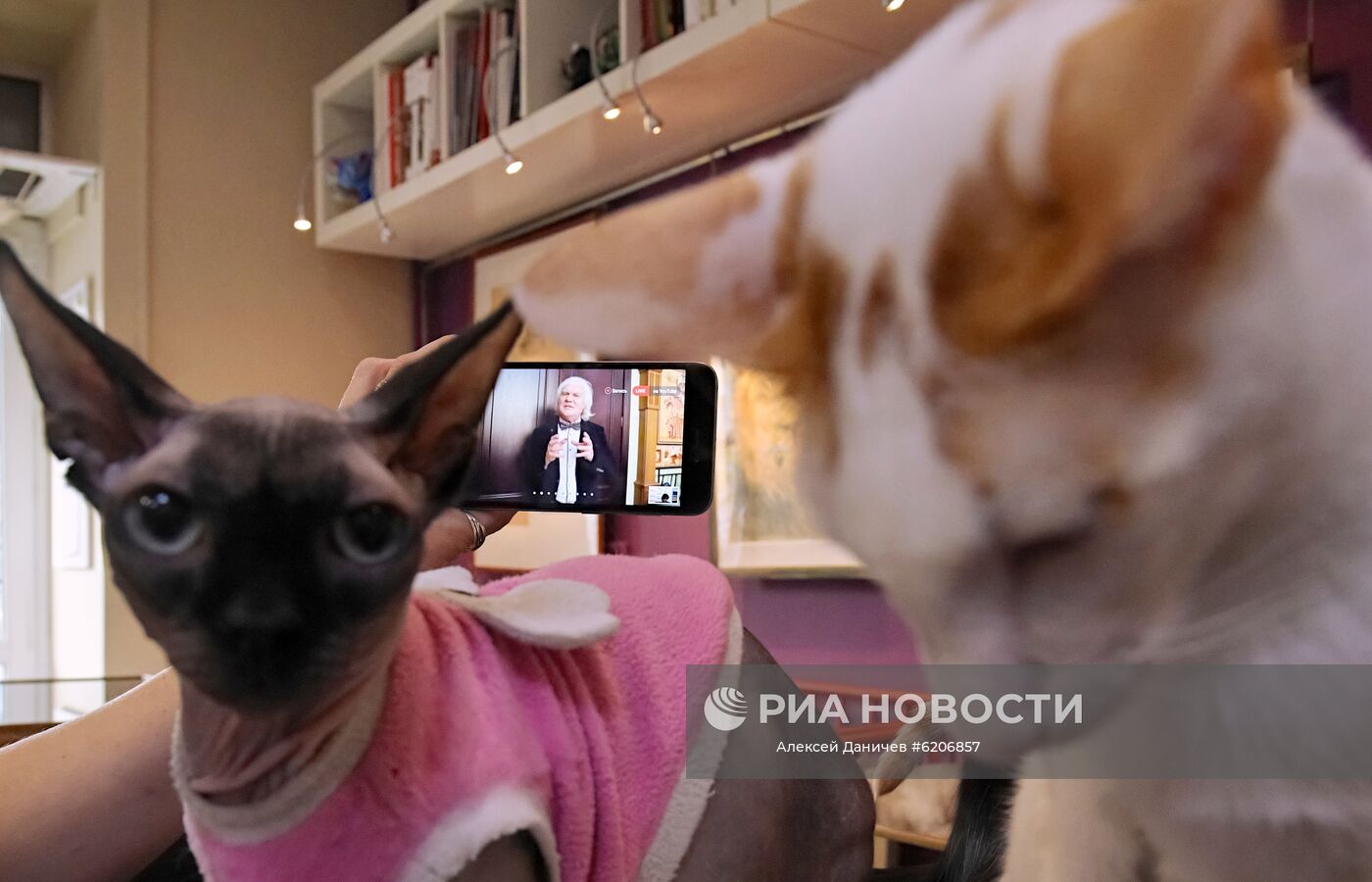 Онлайн-конференция "Котики против коронавируса"