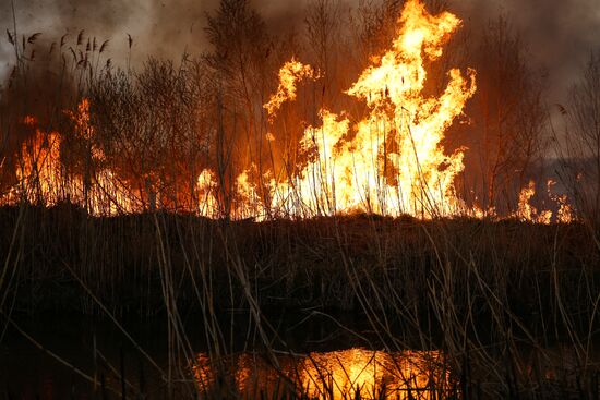 Возгорание камыша в Анапе