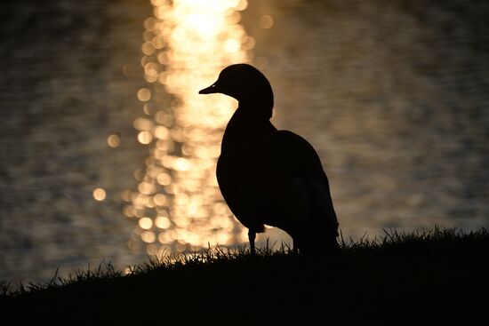Москва во время режима самоизоляции жителей