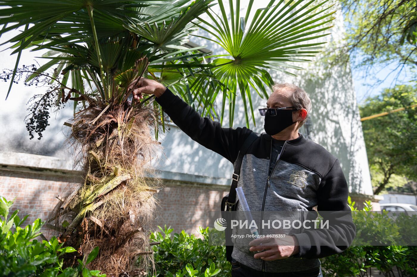 Эксперимент по выявлению эффективных технологий в борьбе с насекомыми -вредителями пальм