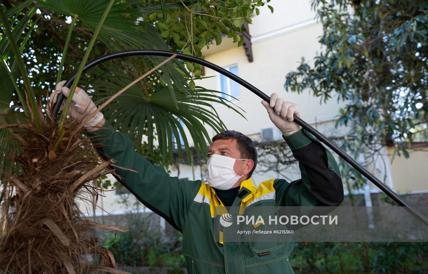 Эксперимент по выявлению эффективных технологий в борьбе с насекомыми -вредителями пальм