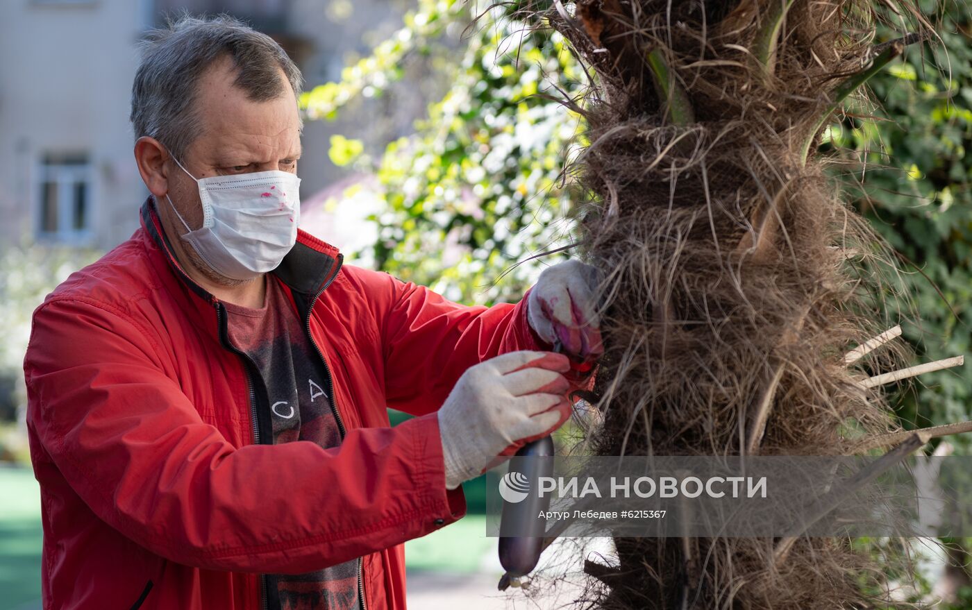 Эксперимент по выявлению эффективных технологий в борьбе с насекомыми -вредителями пальм