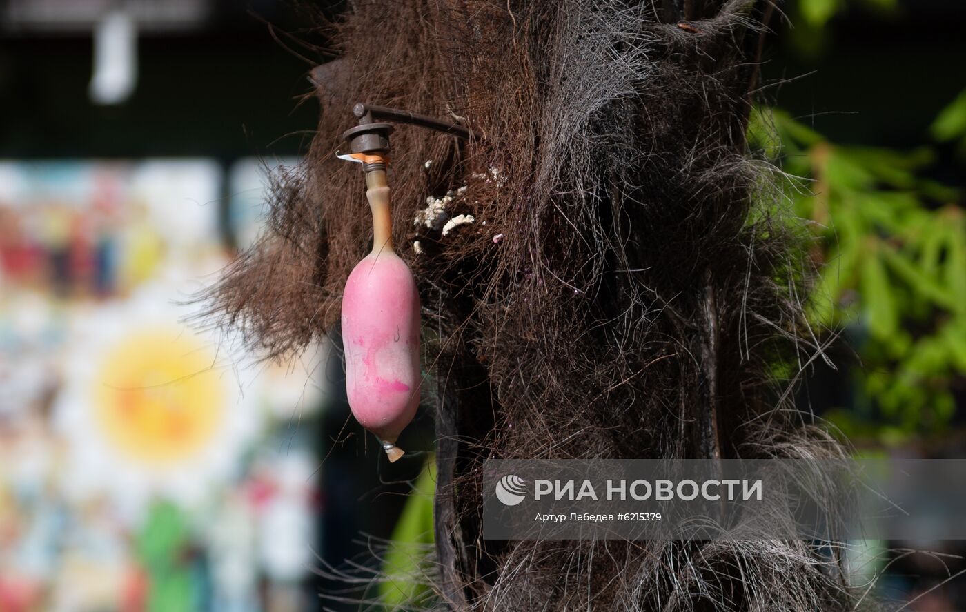 Эксперимент по выявлению эффективных технологий в борьбе с насекомыми -вредителями пальм