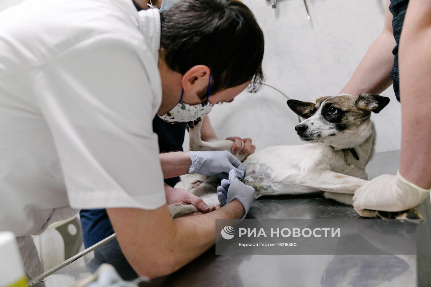 Работа ветеринарной клиники в Иванове
