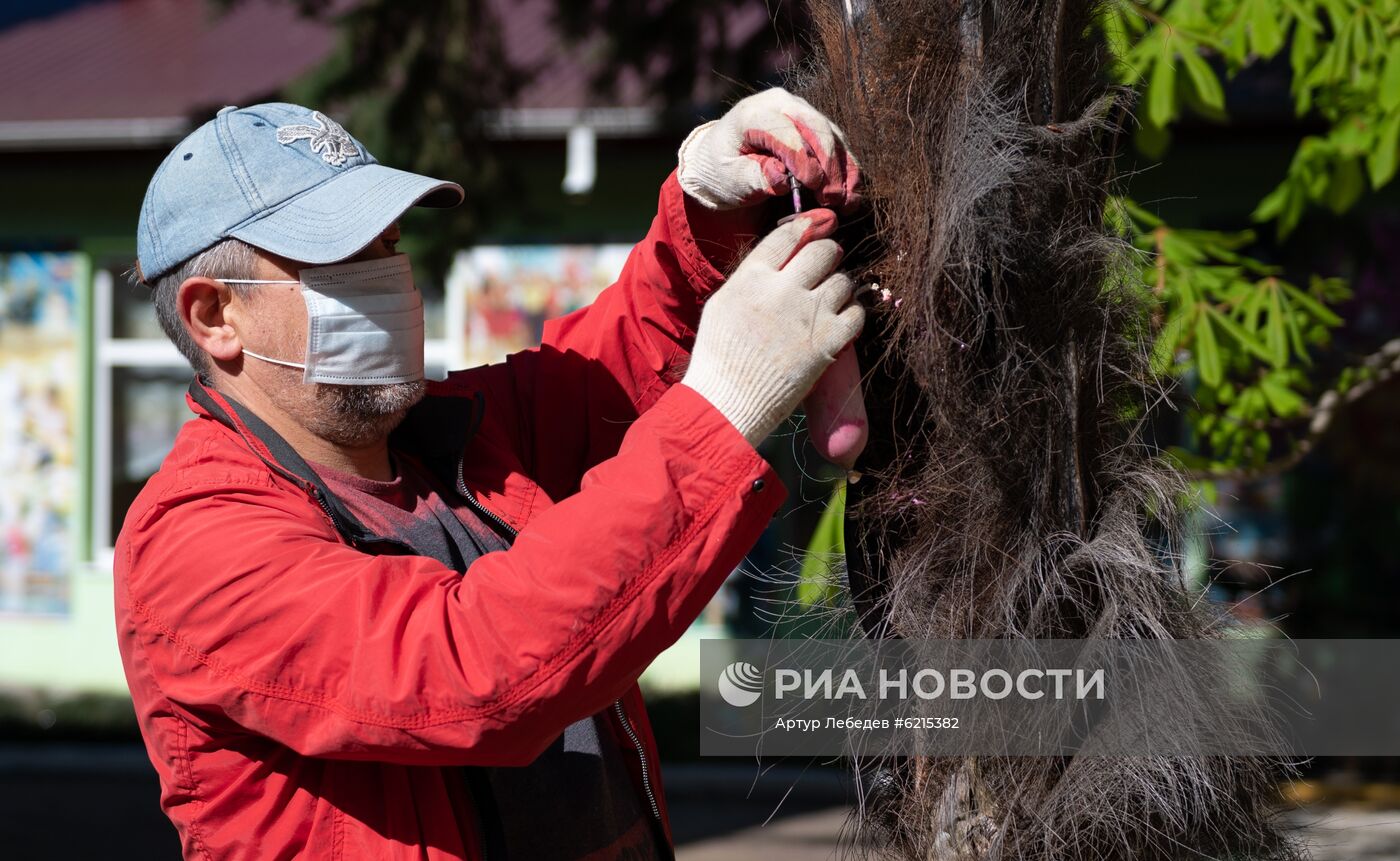 Эксперимент по выявлению эффективных технологий в борьбе с насекомыми -вредителями пальм