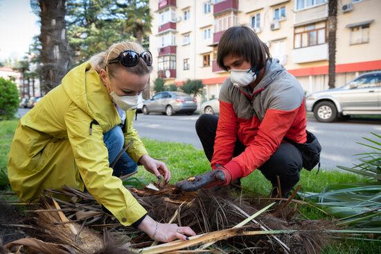 Эксперимент по выявлению эффективных технологий в борьбе с насекомыми -вредителями пальм