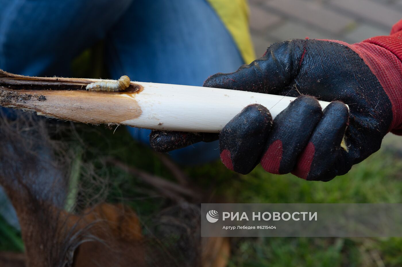 Эксперимент по выявлению эффективных технологий в борьбе с насекомыми -вредителями пальм