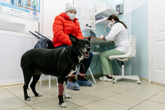 Работа ветеринарной клиники в Иванове Работа ветеринарной клиники в Иванове