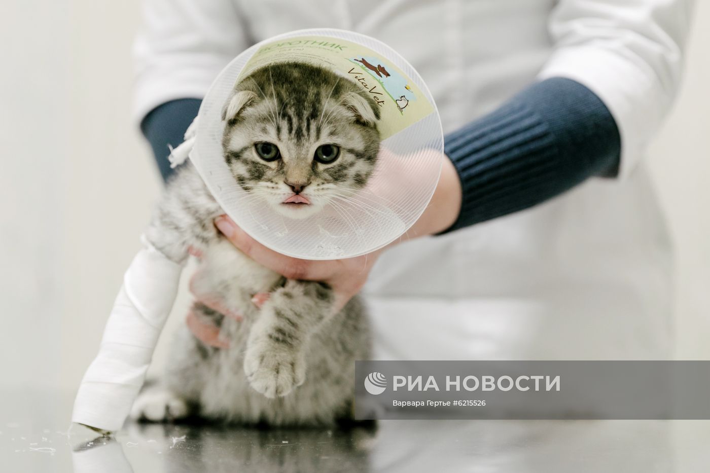 Работа ветеринарной клиники в Иванове