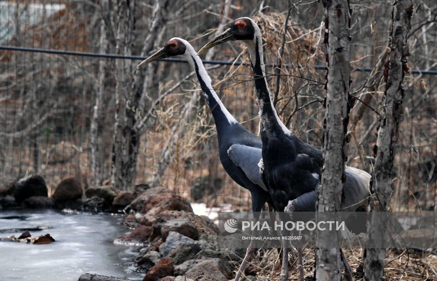 Работа Приморского сафари-парка во время пандемии коронавируса