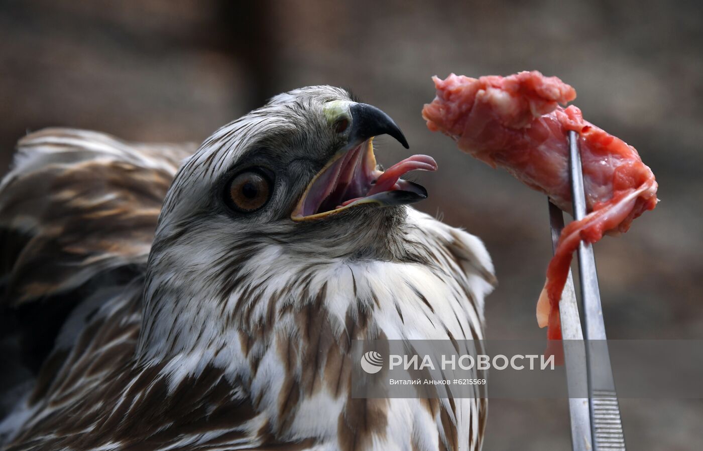 Работа Приморского сафари-парка во время пандемии коронавируса