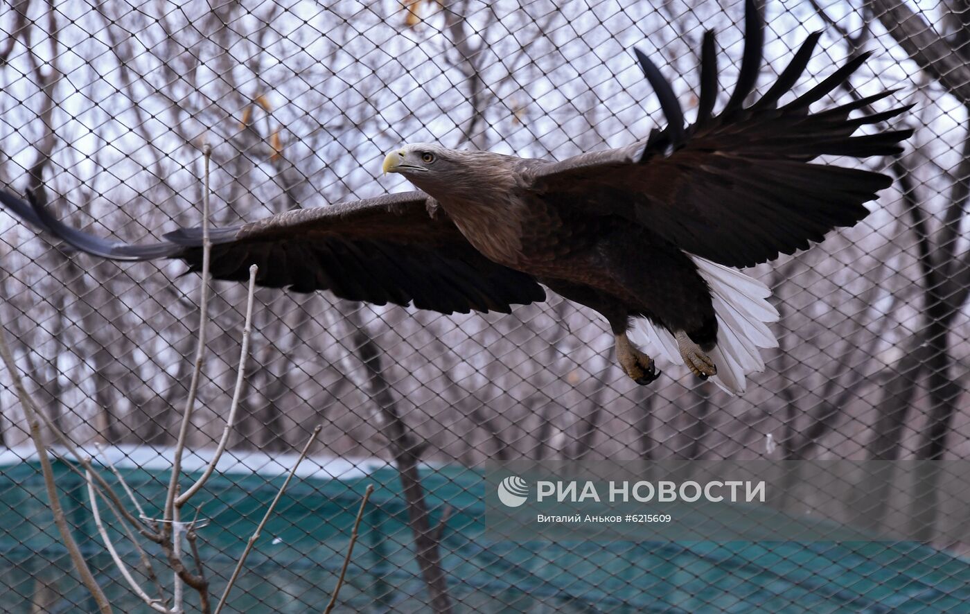 Работа Приморского сафари-парка во время пандемии коронавируса