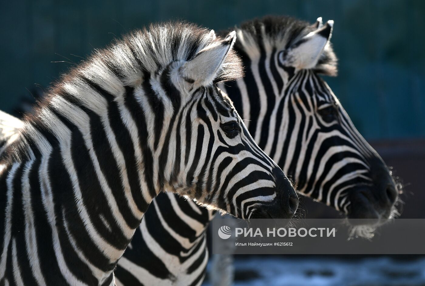 Работа парка флоры и фауны "Роев ручей" в Красноярске