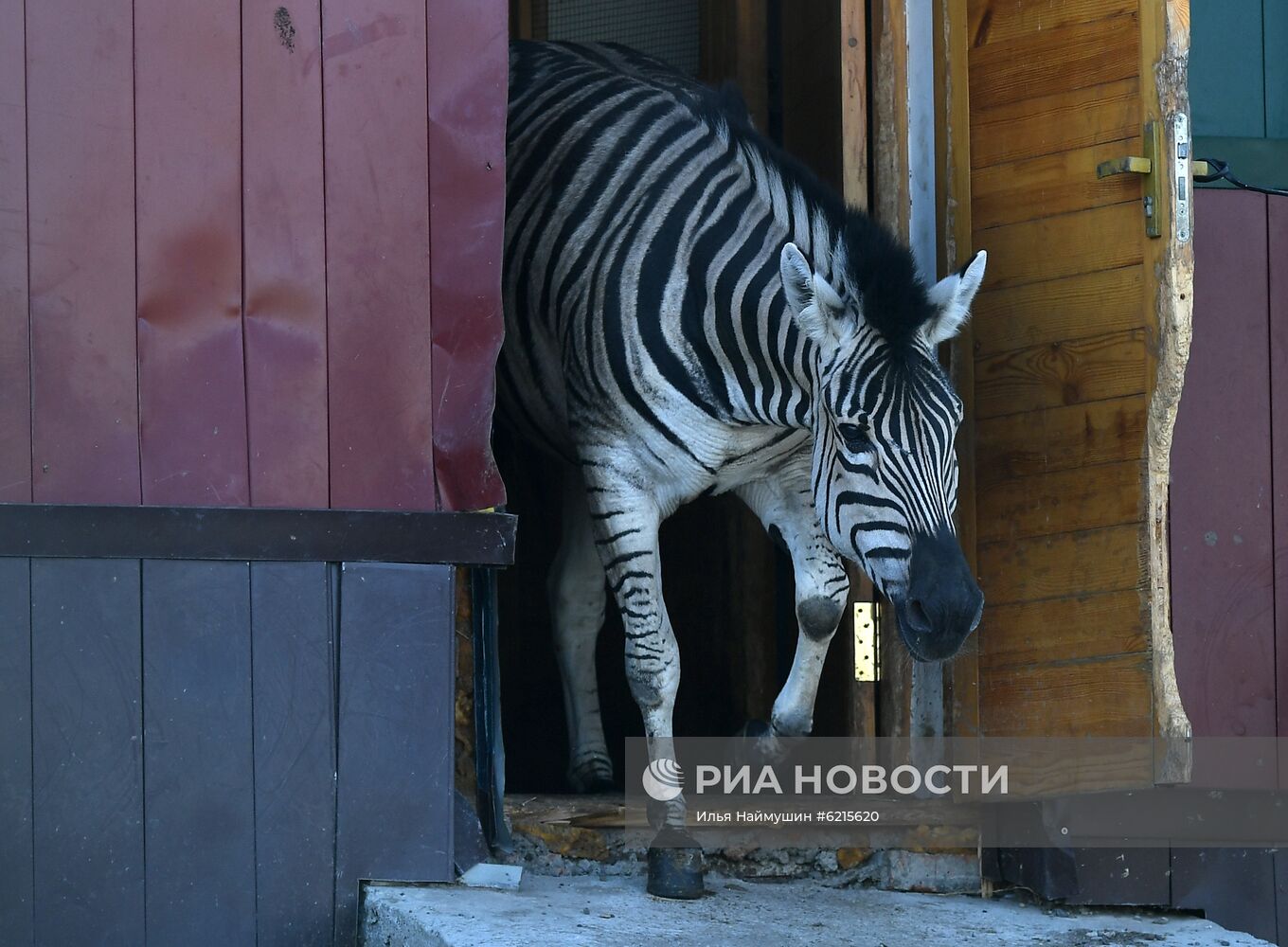 Работа парка флоры и фауны "Роев ручей" в Красноярске