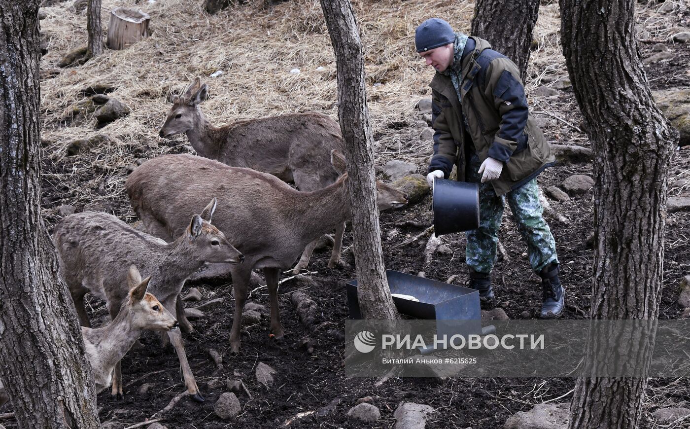 Работа Приморского сафари-парка во время пандемии коронавируса