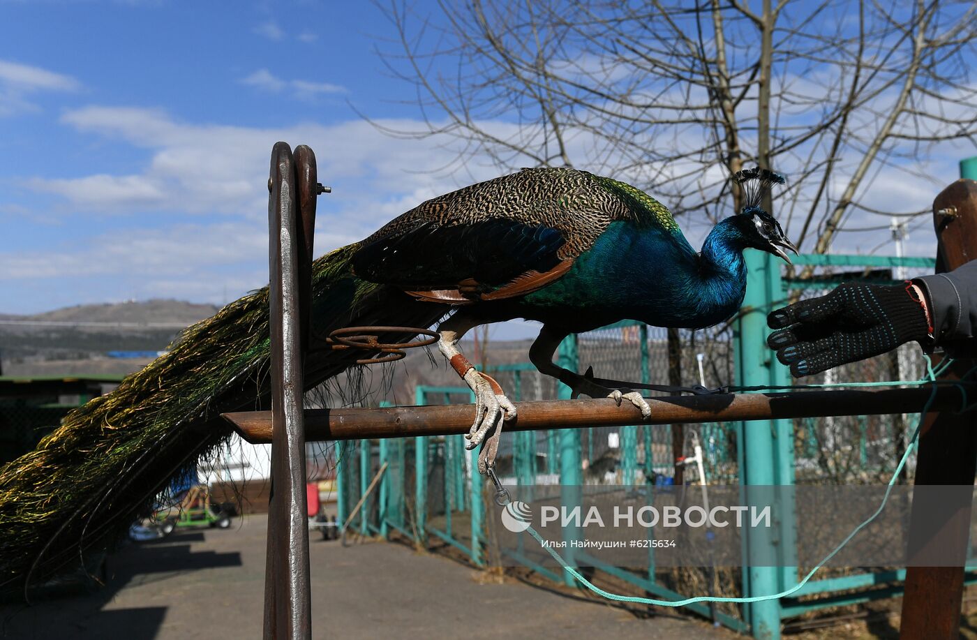 Работа парка флоры и фауны "Роев ручей" в Красноярске