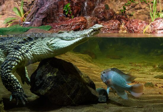 Санкт-Петербургский Океанариум во время пандемии коронавируса