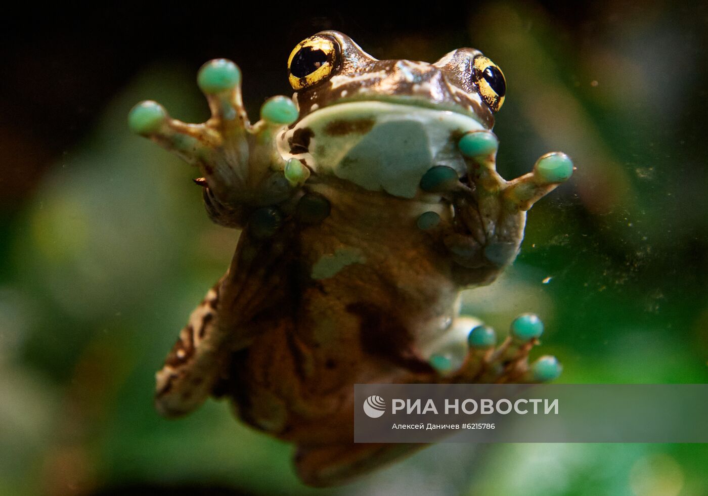 Санкт-Петербургский Океанариум во время пандемии коронавируса