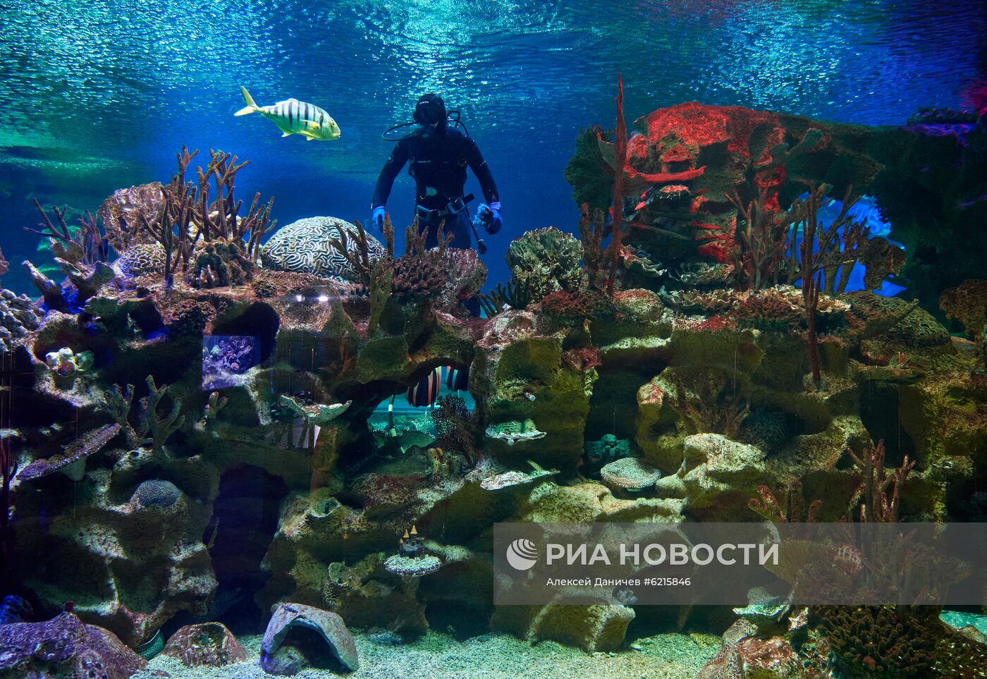 Санкт-Петербургский Океанариум во время пандемии коронавируса