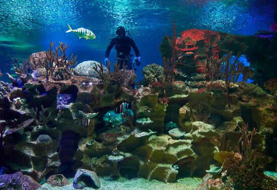 Санкт-Петербургский Океанариум во время пандемии коронавируса