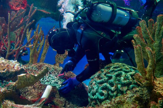 Санкт-Петербургский Океанариум во время пандемии коронавируса