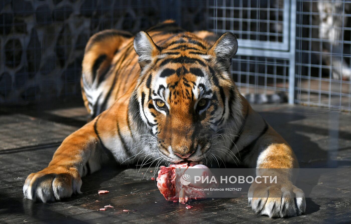 Большой Московский цирк 