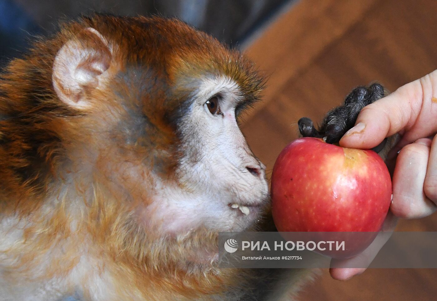 Обезьяны в зоопарке "Садгород"