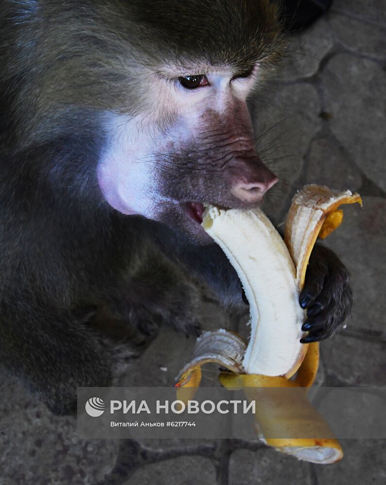 Обезьяны в зоопарке "Садгород"