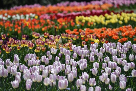 "Парад тюльпанов" в Никитском ботаническом саду в период самоизоляции