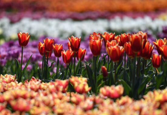 "Парад тюльпанов" в Никитском ботаническом саду в период самоизоляции