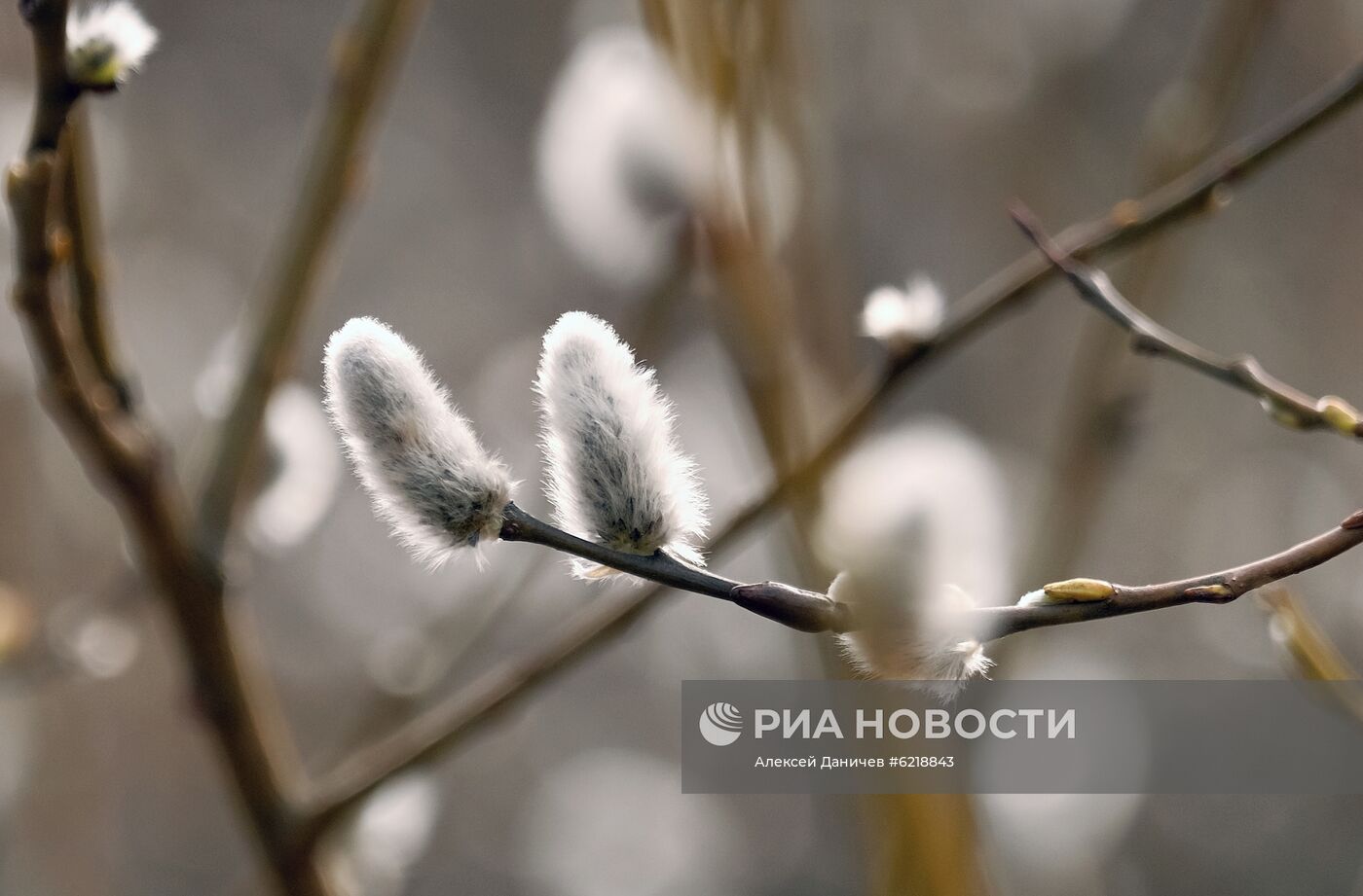 Цветущая верба в Санкт-Петербурге