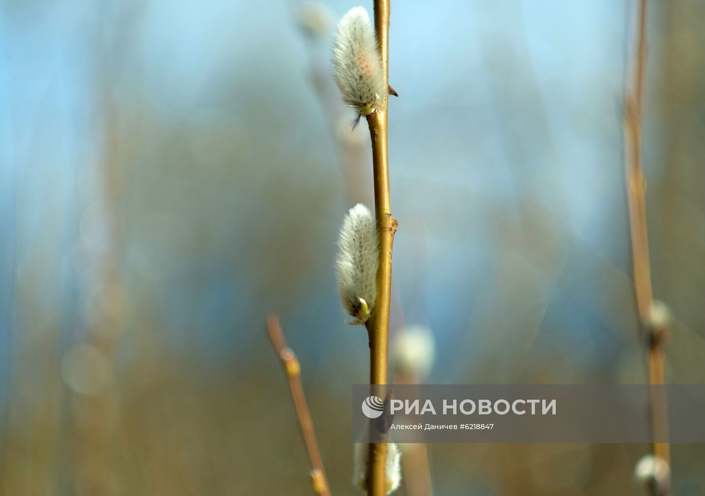 Песня расцветает верба