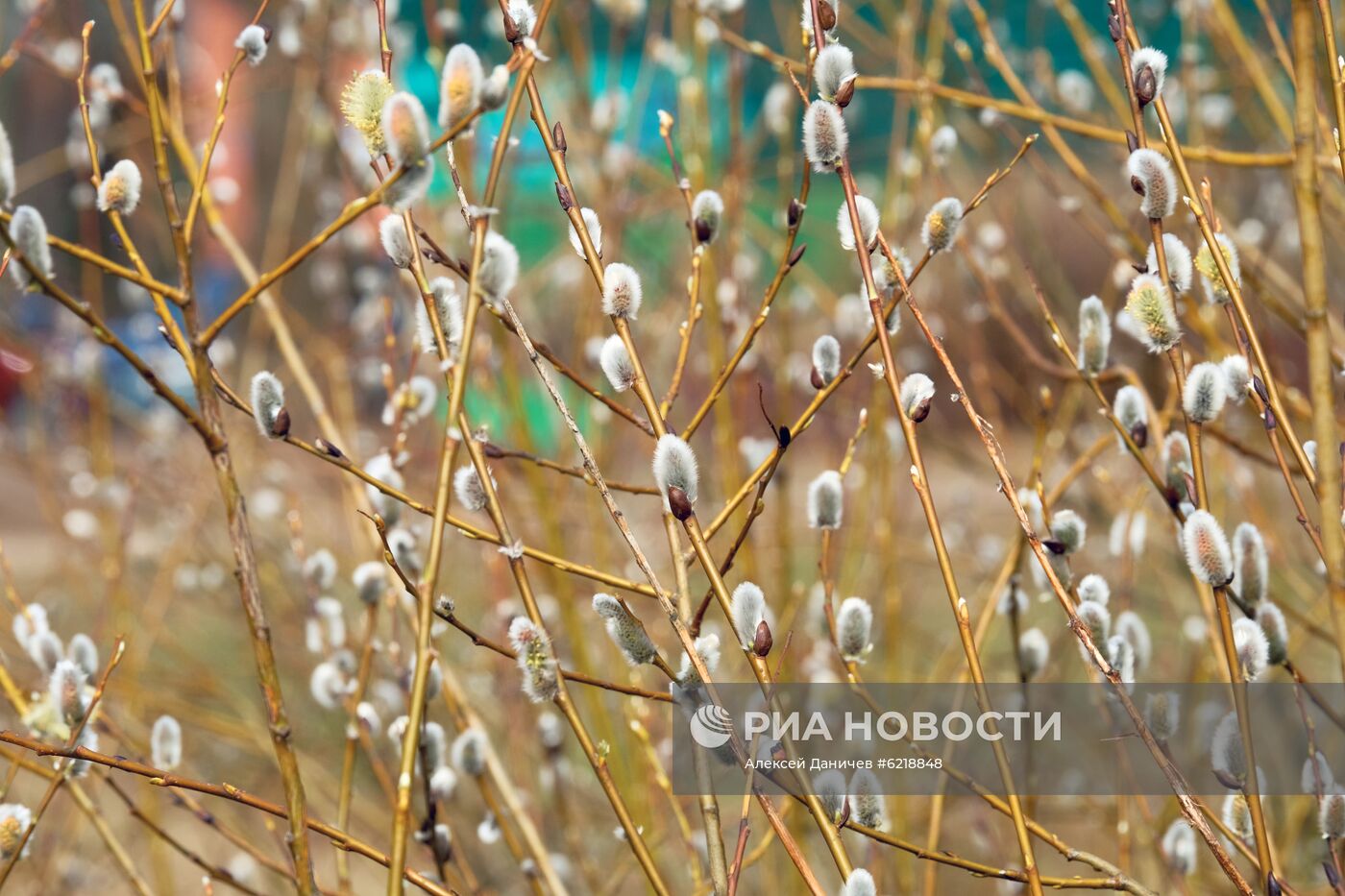 Песня расцветает верба