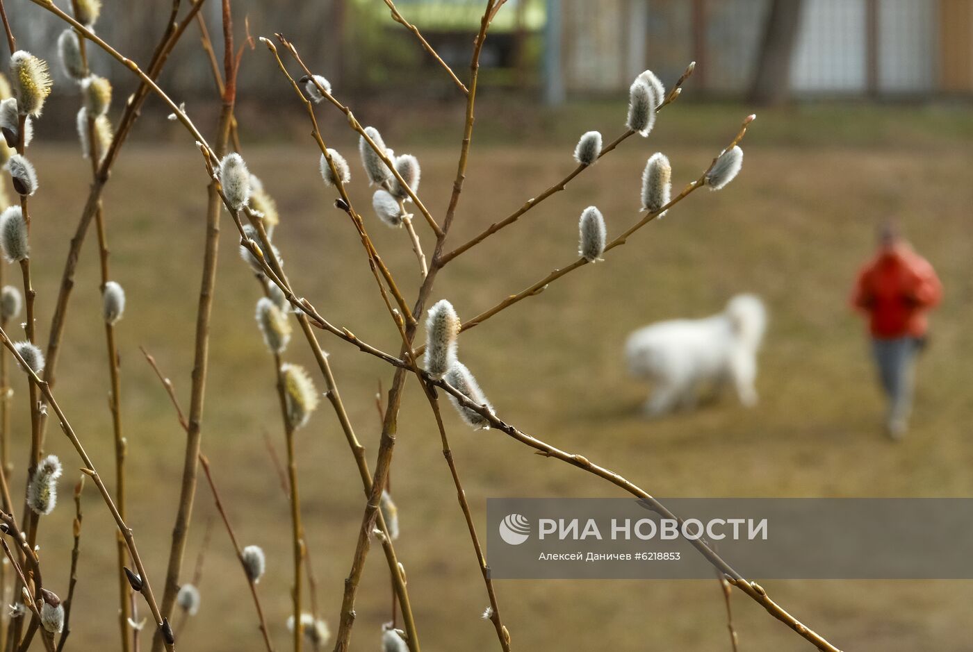 Песня расцветает верба