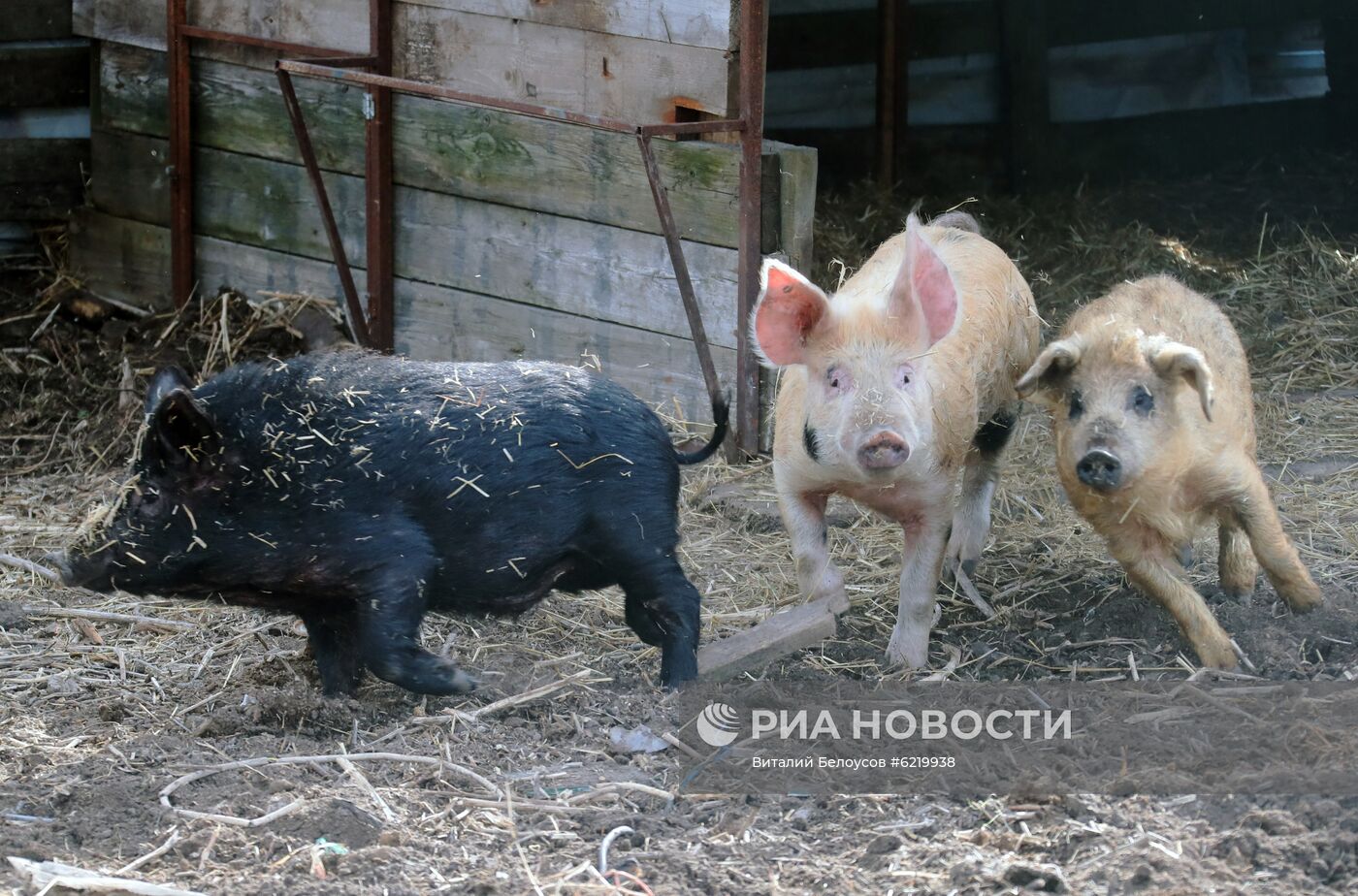 Фермерское хозяйство в Тульской области