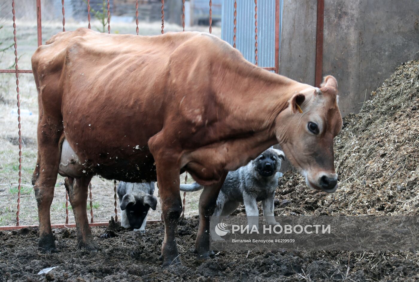 Фермерское хозяйство в Тульской области