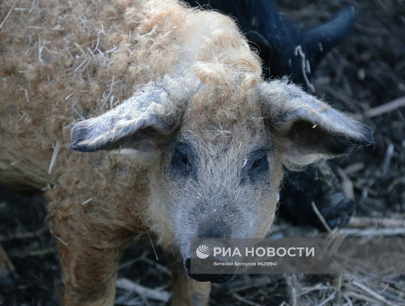 Фермерское хозяйство в Тульской области