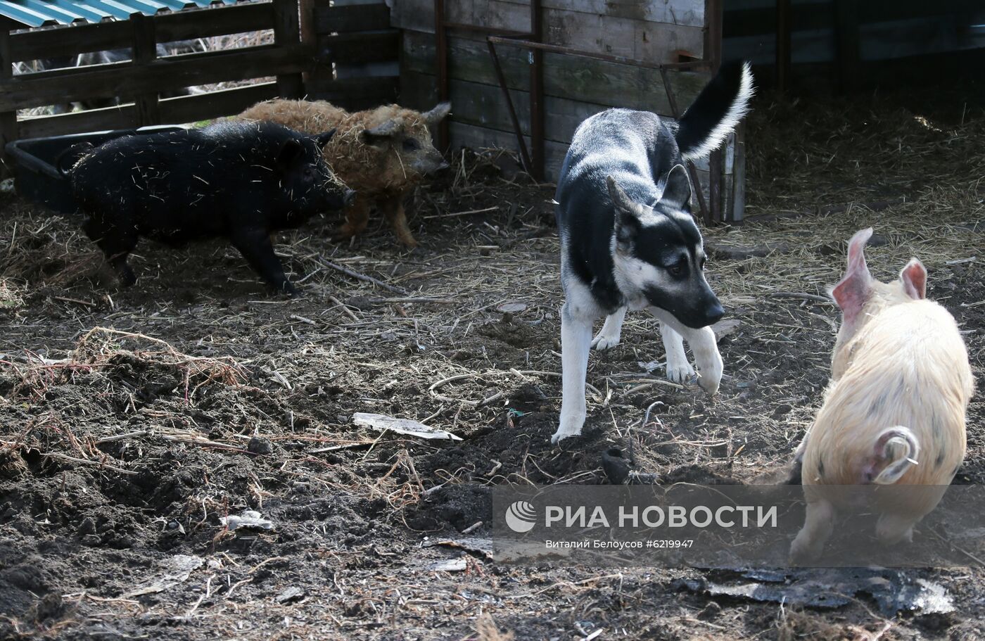 Фермерское хозяйство в Тульской области