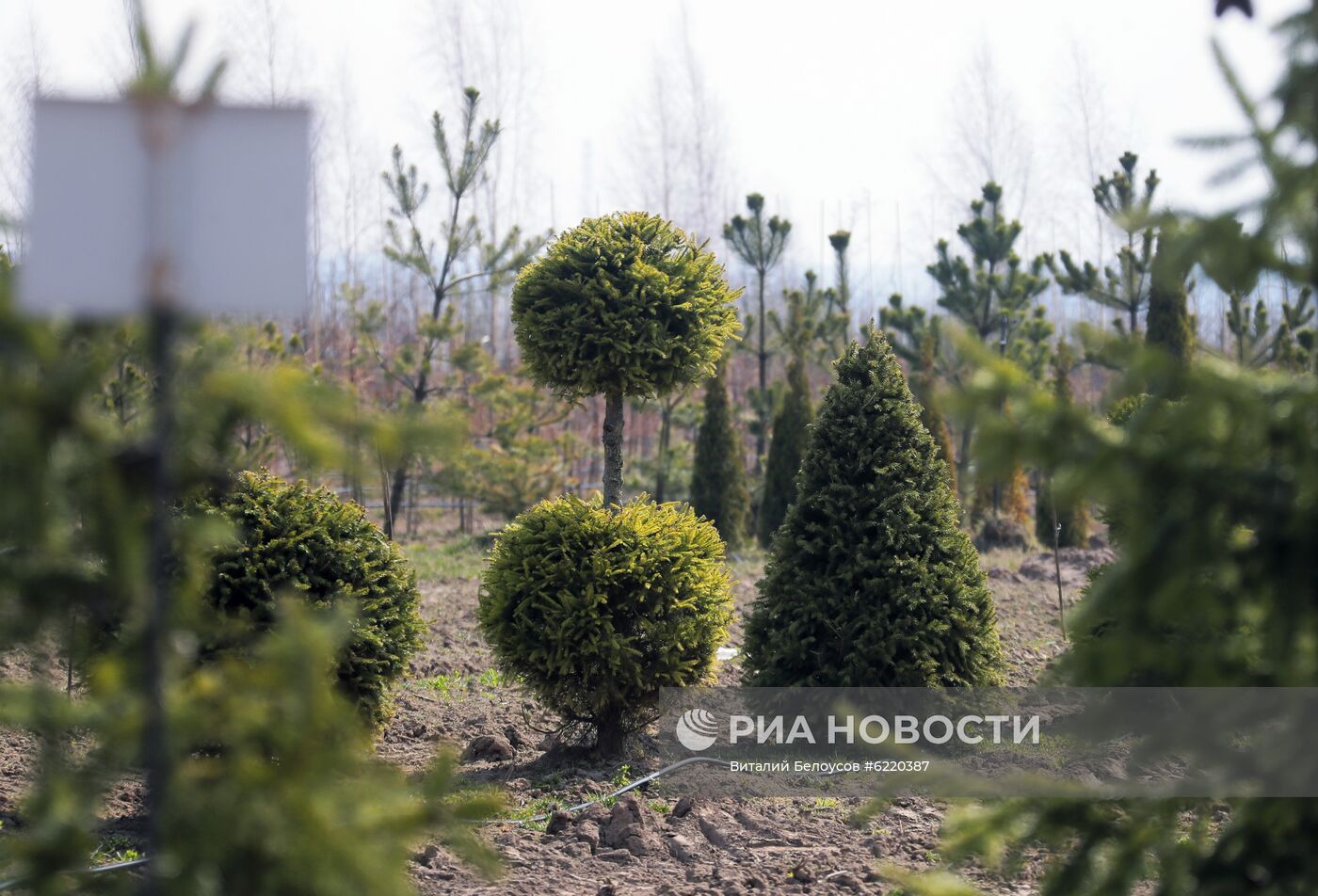 Заокский питомник растений в Тульской области 
