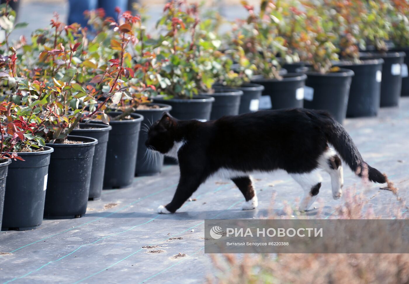 Заокский питомник растений в Тульской области 