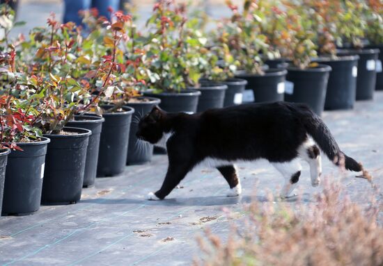 Заокский питомник растений в Тульской области 