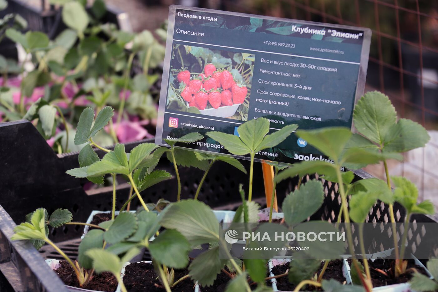 Заокский питомник растений в Тульской области