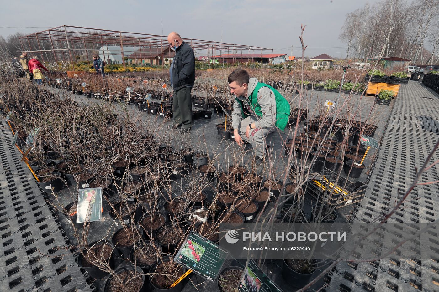 Заокский питомник растений в Тульской области