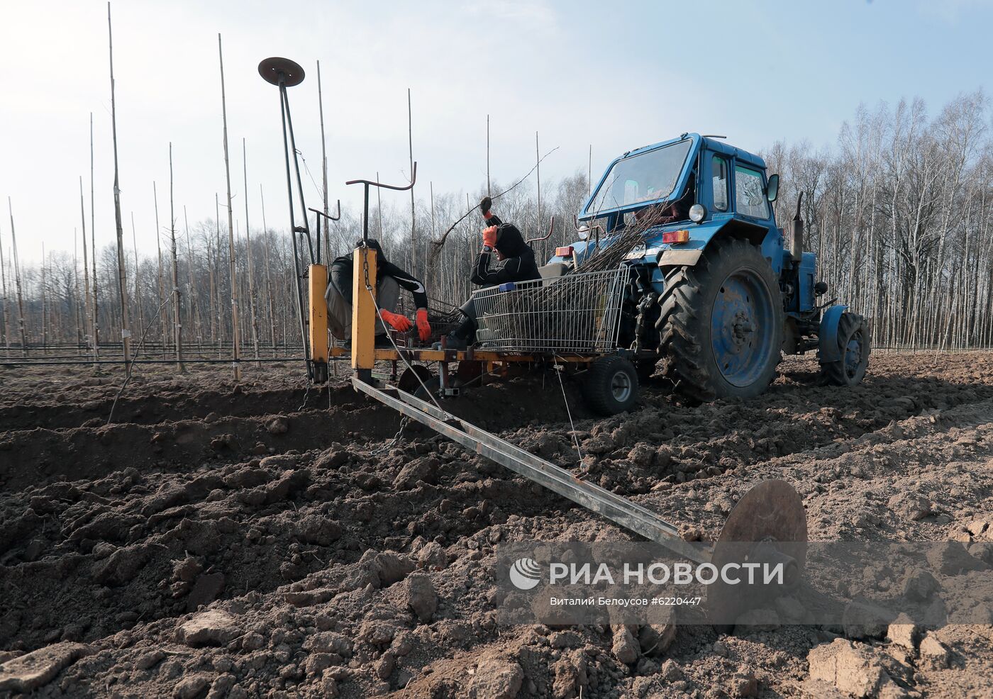 Заокский питомник растений в Тульской области