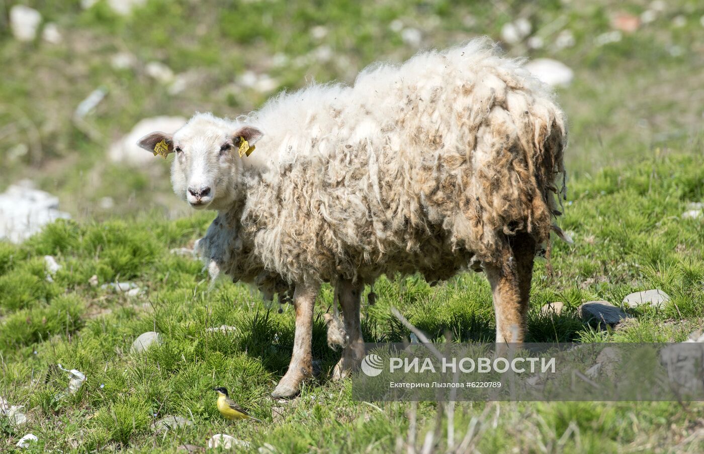 Фермерское хозяйство в Сочи