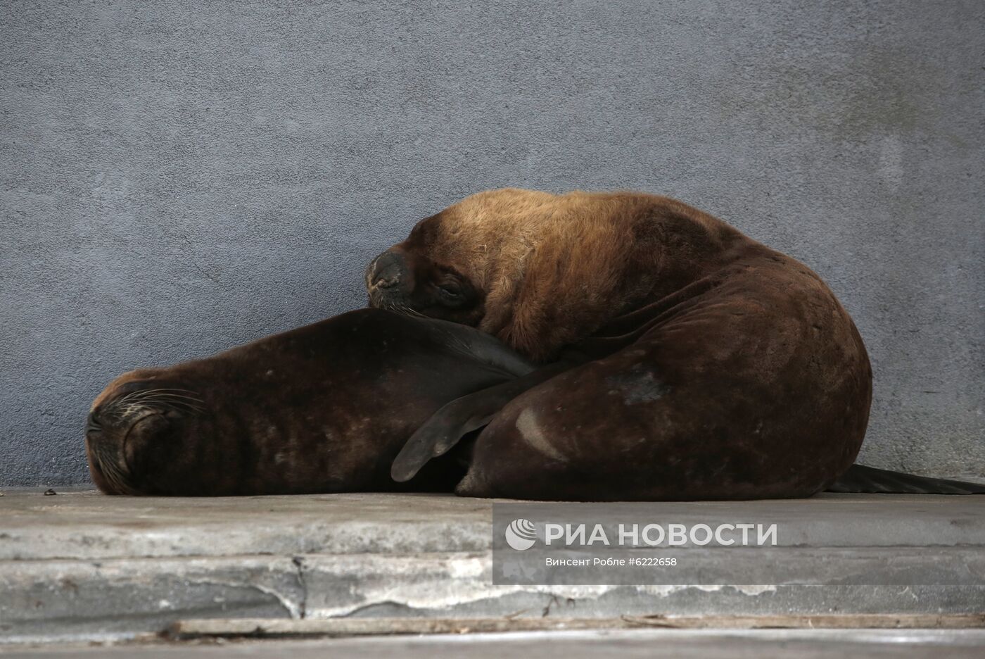 Морские львы вышли на улицы опустевшего в связи с карантином города в Аргентине