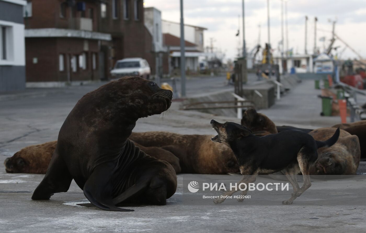 Морские львы вышли на улицы опустевшего в связи с карантином города в Аргентине