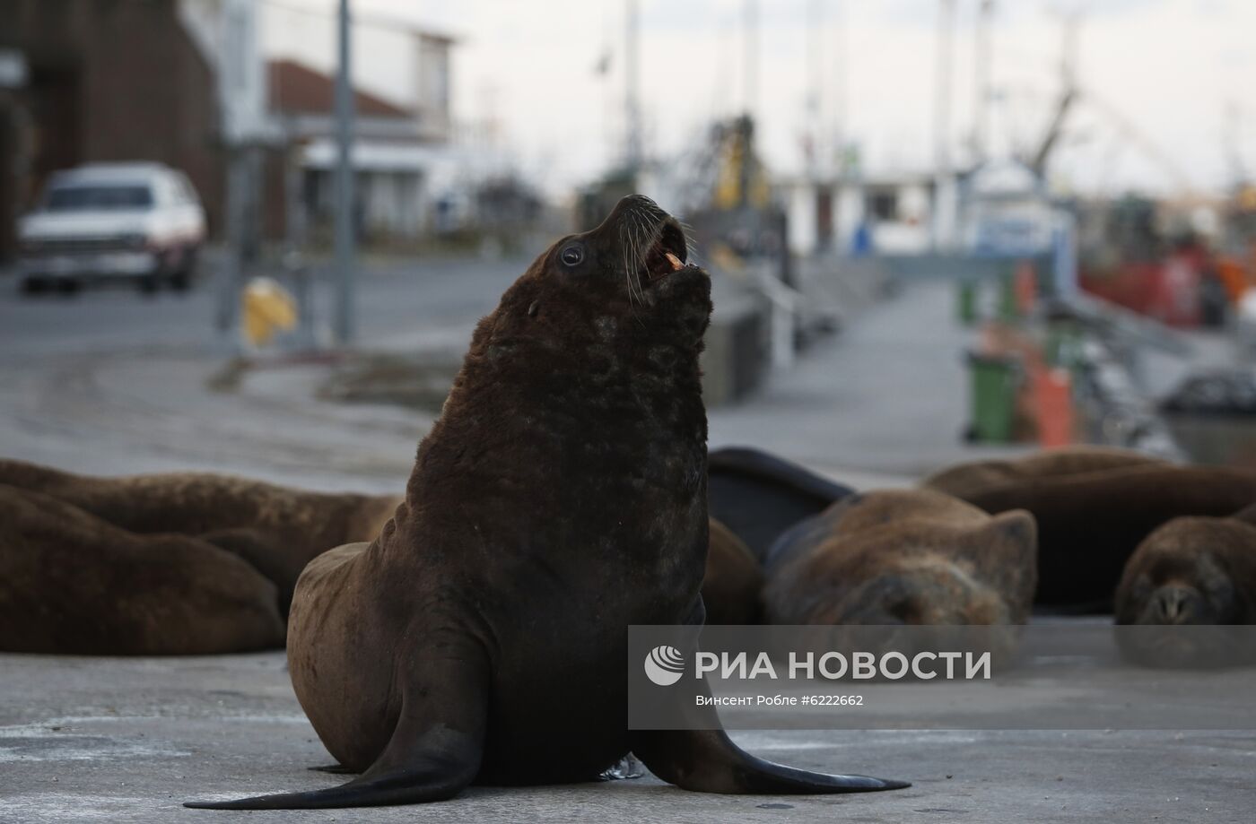 Морские львы вышли на улицы опустевшего в связи с карантином города в Аргентине