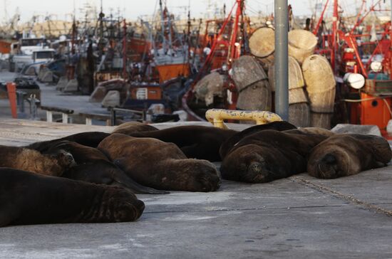Морские львы вышли на улицы опустевшего в связи с карантином города в Аргентине